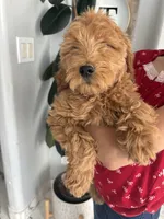 Apple/ Standard size, a female Goldendoodle for sale in San Tan Valley, AZ – Photo 1 of 3