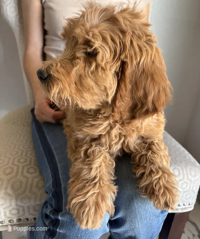 Apple/ Standard size – Goldendoodle puppy for sale in San Tan Valley, AZ