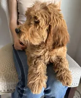 Apple/ Standard size, a female Goldendoodle for sale in San Tan Valley, AZ – Photo 3 of 8