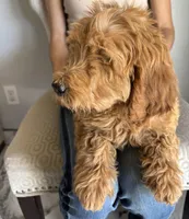 Apple/ Standard size, a female Goldendoodle for sale in San Tan Valley, AZ – Photo 6 of 8