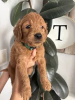 Brownie / standard size, a male Goldendoodle for sale in San Tan Valley, AZ – 1 of 1