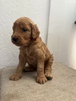 Daisy, a female Goldendoodle for sale in San Tan Valley, AZ – 2 of 2