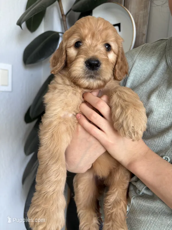 Ginger/standard size – Goldendoodle puppy for sale in San Tan Valley, AZ