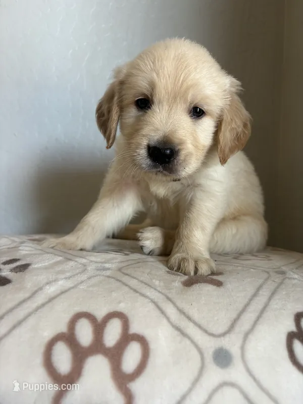 Everest – Golden Retriever puppy on hold in San Tan Valley, AZ