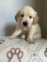 Everest, a male Golden Retriever for sale in San Tan Valley, AZ – 1 of 2