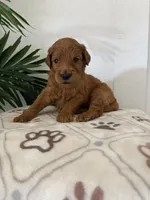 Brownie, a male Goldendoodle for sale in San Tan Valley, AZ – 2 of 2