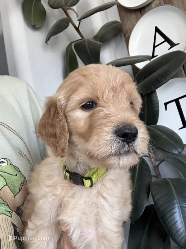 Alfalfa  – Goldendoodle puppy for sale in San Tan Valley, AZ
