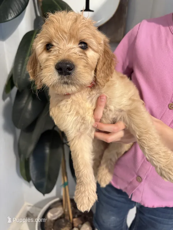 Teddy – Goldendoodle puppy for sale in San Tan Valley, AZ