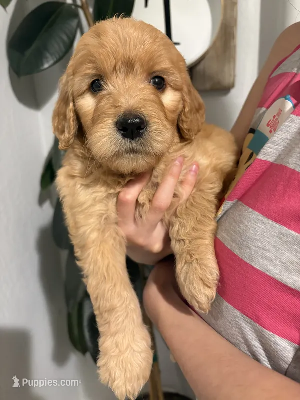 Ginger/standard size – Goldendoodle puppy for sale in San Tan Valley, AZ