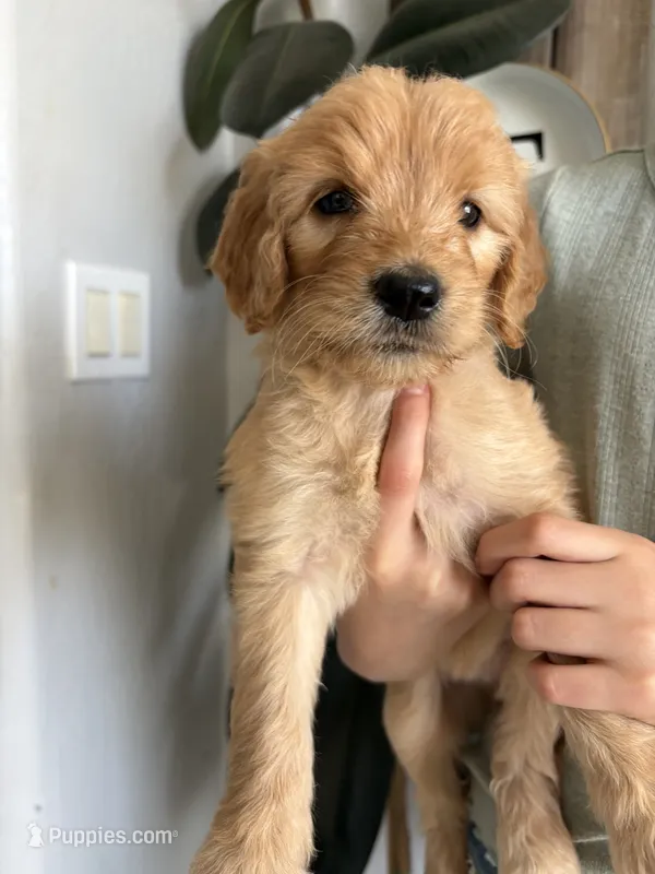 Honey – Goldendoodle puppy on hold in San Tan Valley, AZ