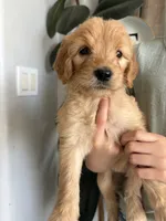 Honey, a female Goldendoodle for sale in San Tan Valley, AZ – 1 of 1