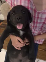 Po, a male Labrador Retriever for sale in San Tan Valley, AZ – Photo 2 of 3