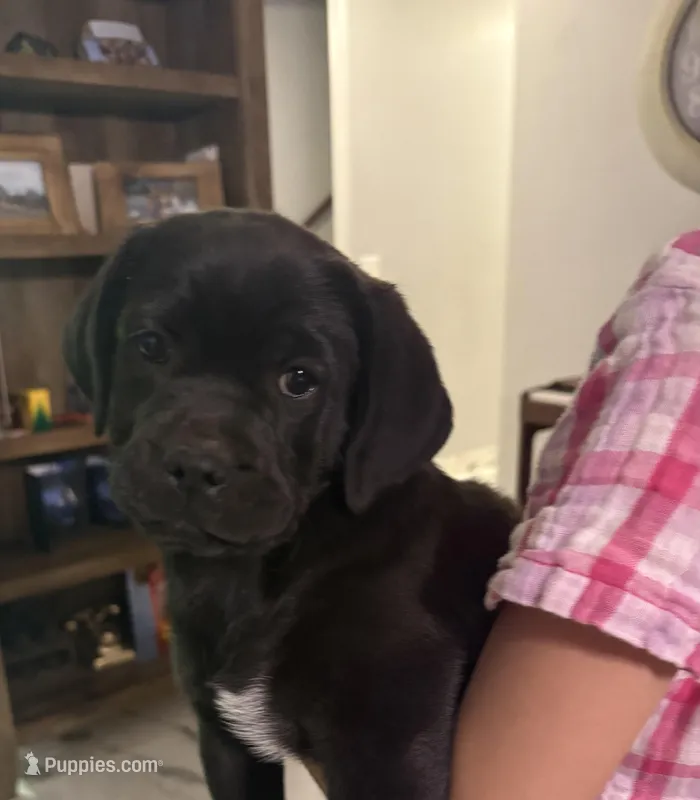Po – Labrador Retriever puppy for sale in San Tan Valley, AZ