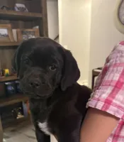 Po, a male Labrador Retriever for sale in San Tan Valley, AZ – Photo 1 of 3