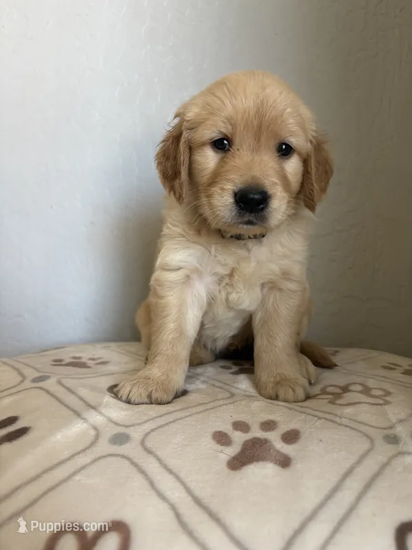 Happy – Golden Retriever puppy on hold in San Tan Valley, AZ