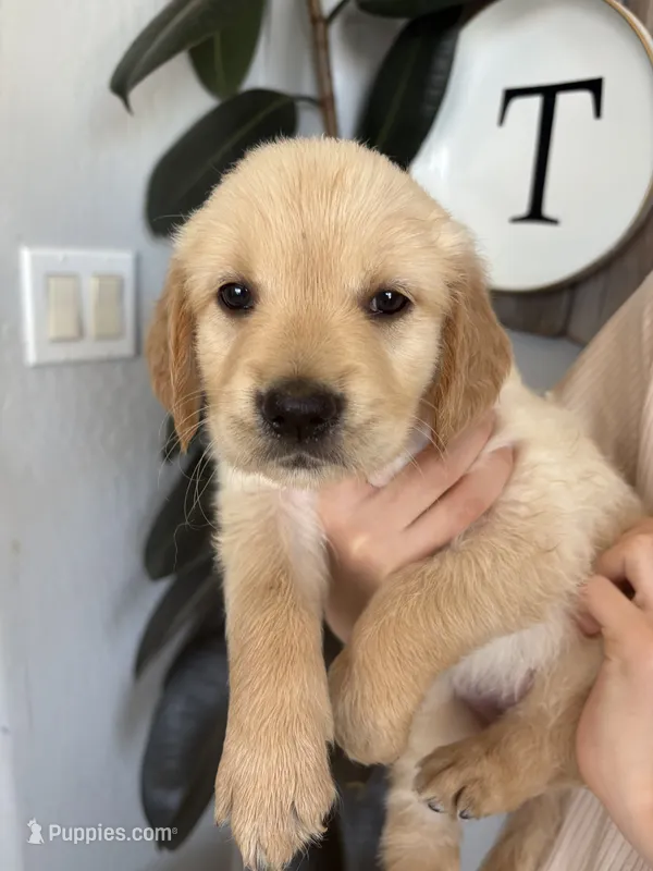 Nugget  – Golden Retriever puppy for sale in San Tan Valley, AZ