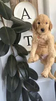 Chewbacca  Standard size , a male Goldendoodle for sale in San Tan Valley, AZ – 2 of 2