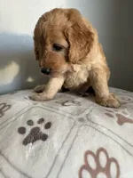 Lili/standard size, a female Goldendoodle for sale in San Tan Valley, AZ – 2 of 2