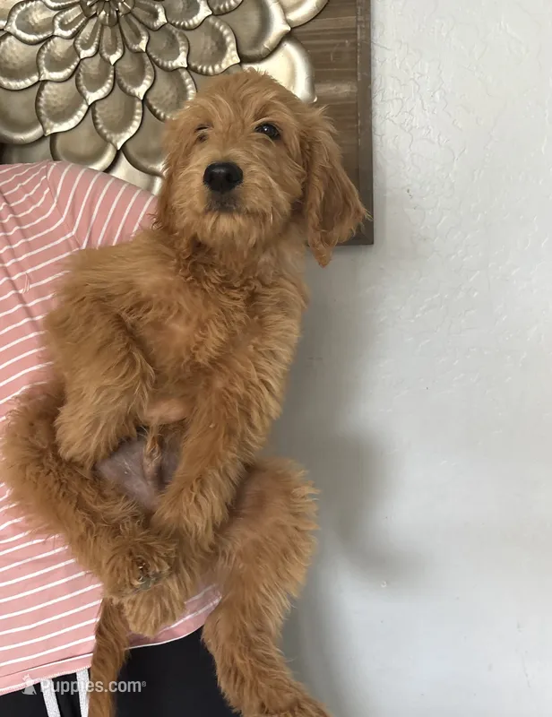 Chestnut standard size 60-70 lbs – Goldendoodle puppy for sale in San Tan Valley, AZ