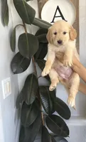 Charlie , a female Golden Retriever for sale in San Tan Valley, AZ – 2 of 2