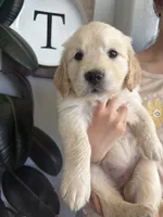 Snow, a female Golden Retriever for sale in San Tan Valley, AZ – 4 of 4