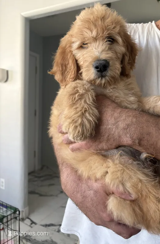 Teddy – Goldendoodle puppy for sale in San Tan Valley, AZ