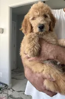 Teddy, a male Goldendoodle for sale in San Tan Valley, AZ – 1 of 1