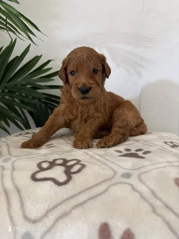 Brownie – Goldendoodle puppy for sale in San Tan Valley, AZ