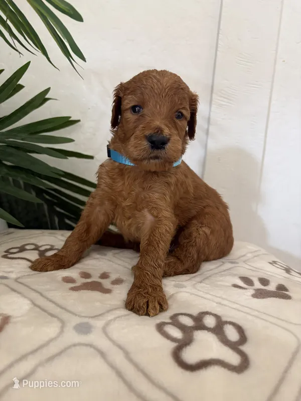 Noodle/standard size – Goldendoodle puppy for sale in San Tan Valley, AZ