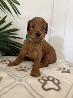 Noodle/standard size, a male Goldendoodle for sale in San Tan Valley, AZ – 1 of 2