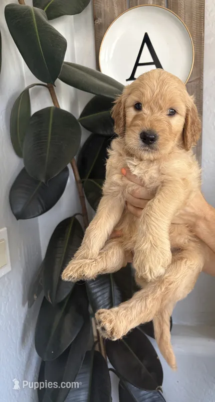 Chewbacca  Standard size  – Goldendoodle puppy for sale in San Tan Valley, AZ