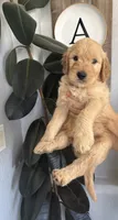Chewbacca  Standard size , a male Goldendoodle for sale in San Tan Valley, AZ – 1 of 2