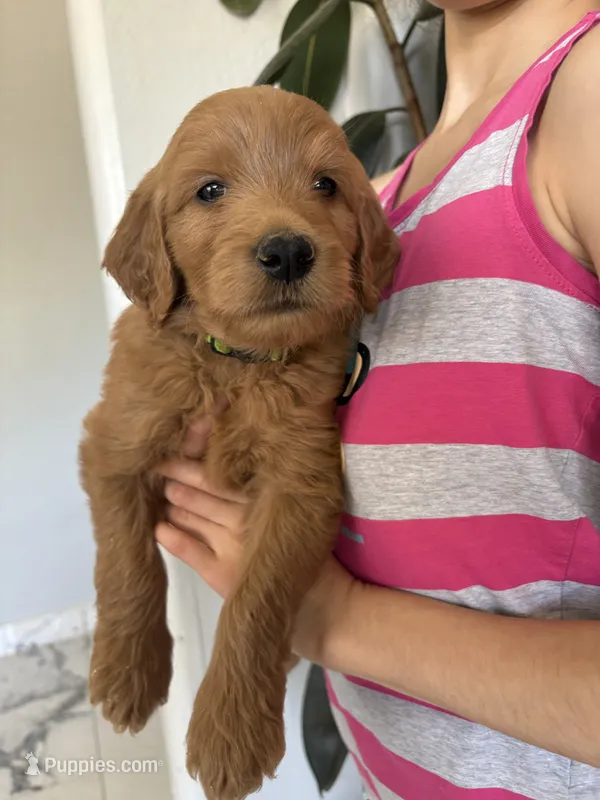 Mochi – Goldendoodle puppy for sale in San Tan Valley, AZ