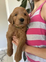 Mochi, a male Goldendoodle for sale in San Tan Valley, AZ – 1 of 3