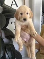 Charlie , a female Golden Retriever for sale in San Tan Valley, AZ – 1 of 2