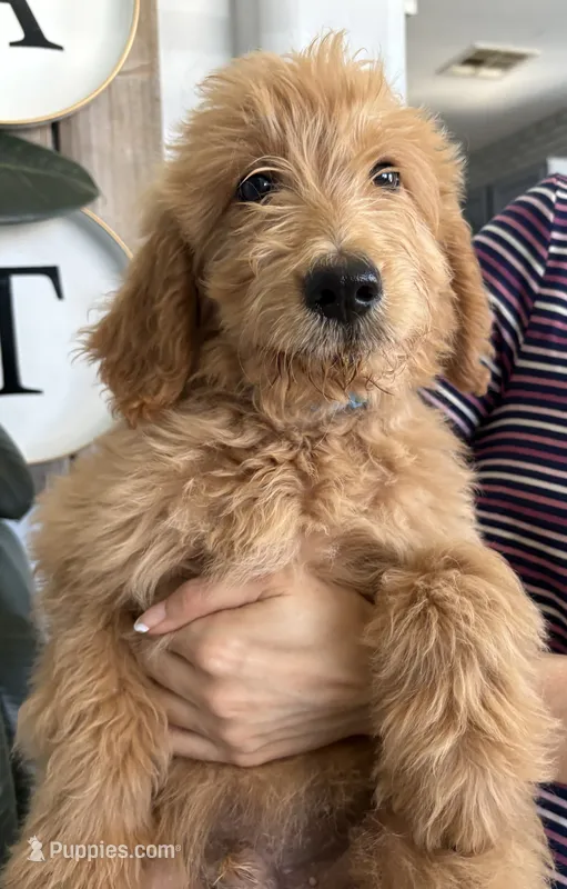 Mochi/ 60/70 lbs, a male Goldendoodle for sale in San Tan Valley, AZ – 1 of 3