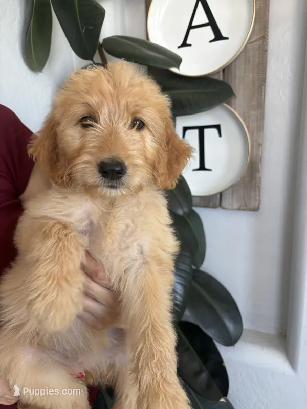 Honey/ standard size  – Goldendoodle puppy for sale in San Tan Valley, AZ