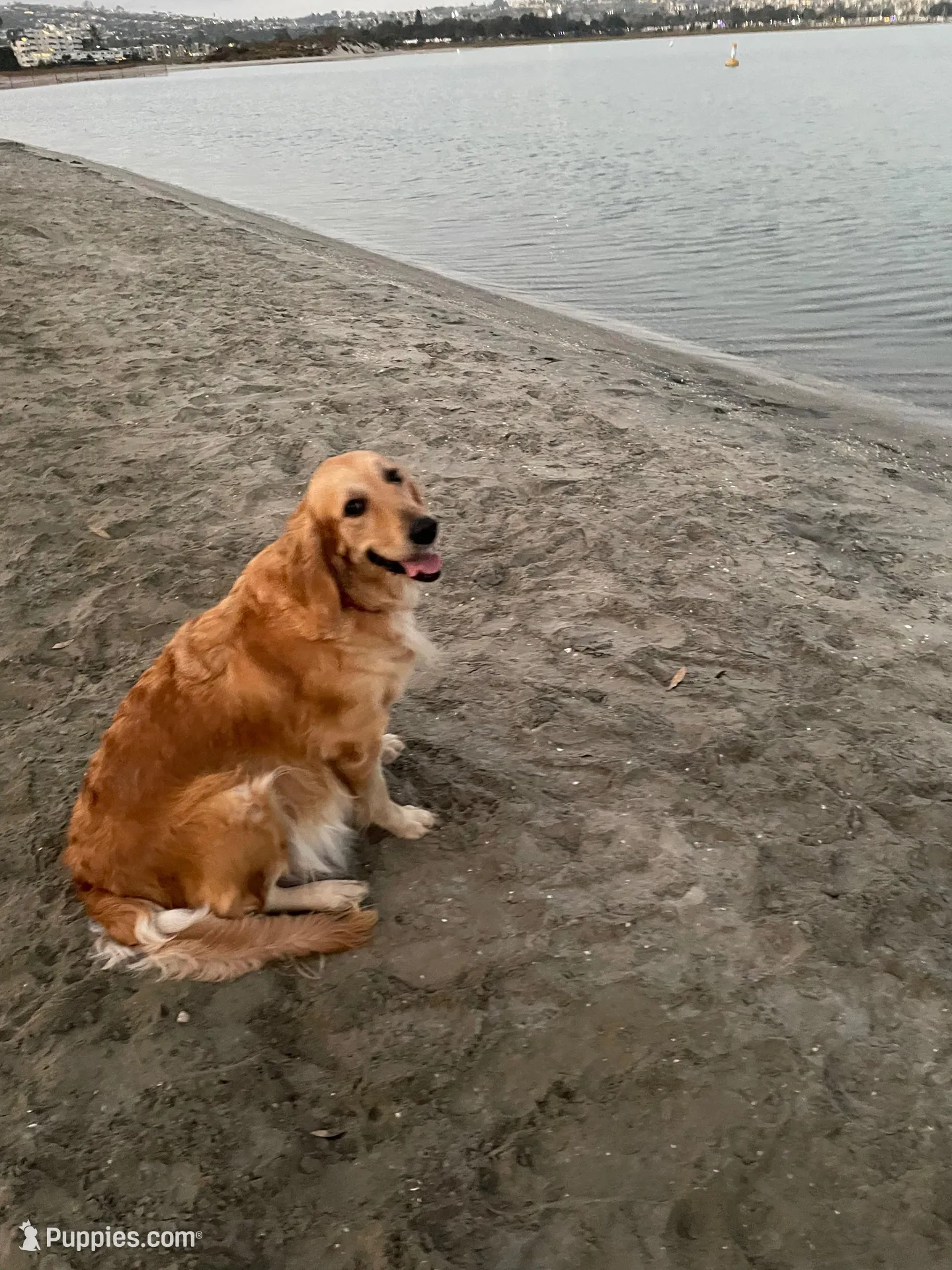 Apple/ Standard size, a female Goldendoodle for sale in San Tan Valley, AZ – Photo 8 of 8