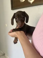 Banana, a male Miniature Dachshund for sale in San Tan Valley, AZ – 2 of 3