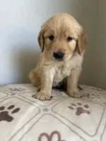 Happy, a male Golden Retriever for sale in San Tan Valley, AZ – 2 of 2