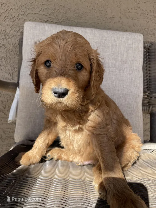 Duke, a male Goldendoodle for sale in San Tan Valley, AZ – Photo 1 of 3