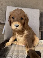 Duke, a male Goldendoodle for sale in San Tan Valley, AZ – Photo 1 of 3