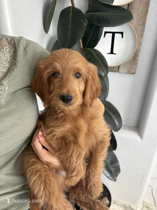 Cheerio/ standard size 60-70 lbs – Goldendoodle puppy for sale in San Tan Valley, AZ