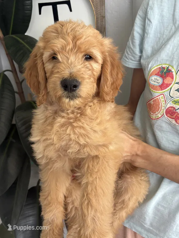 Waffles/ Standard size – Goldendoodle puppy for sale in San Tan Valley, AZ