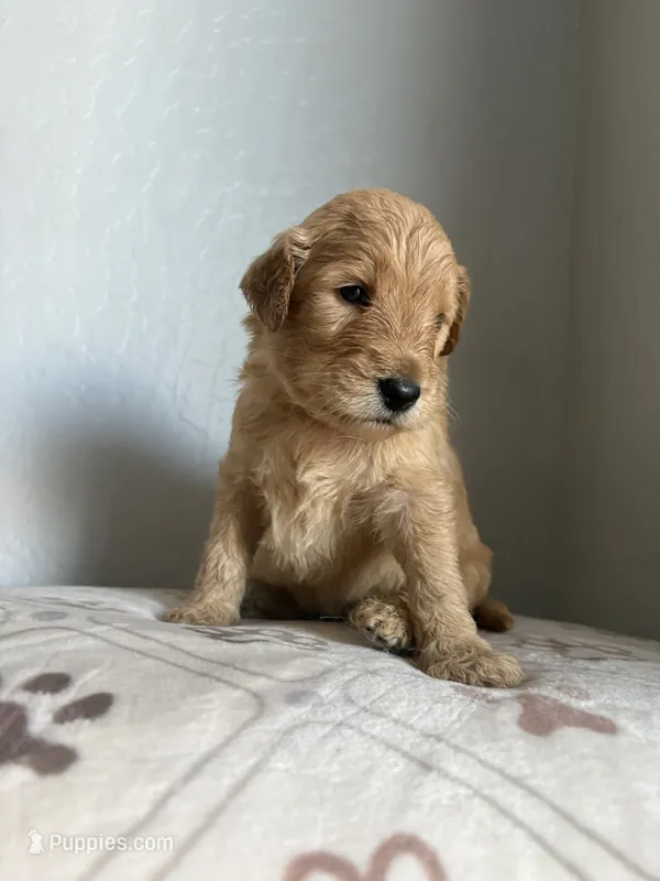 Chewbacca “chewie” Standard size  – Goldendoodle puppy for sale in San Tan Valley, AZ
