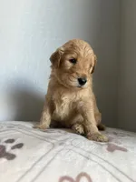 Chewbacca “chewie” Standard size , a male Goldendoodle for sale in San Tan Valley, AZ – 1 of 2
