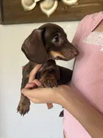 Banana, a male Miniature Dachshund for sale in San Tan Valley, AZ – 1 of 3