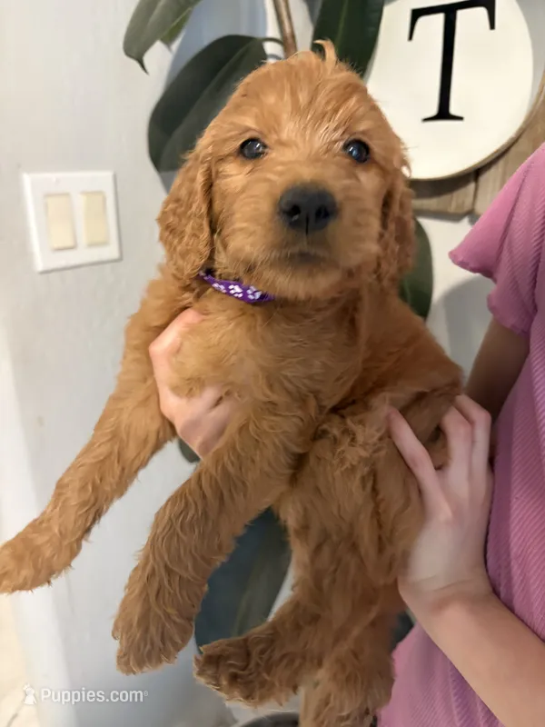 Brownie / standard size – Goldendoodle puppy for sale in San Tan Valley, AZ