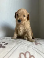 Chewbacca “chewie” Standard size , a male Goldendoodle for sale in San Tan Valley, AZ – 2 of 2