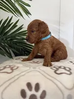 Noodle/standard size, a male Goldendoodle for sale in San Tan Valley, AZ – 2 of 2